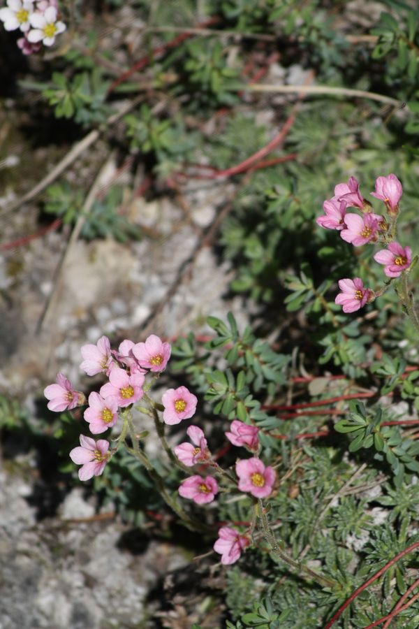 Monte Olimpo: Saxifraga scardica Griseb.